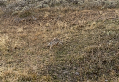 Coyote Yellowstone NP Sept 2024